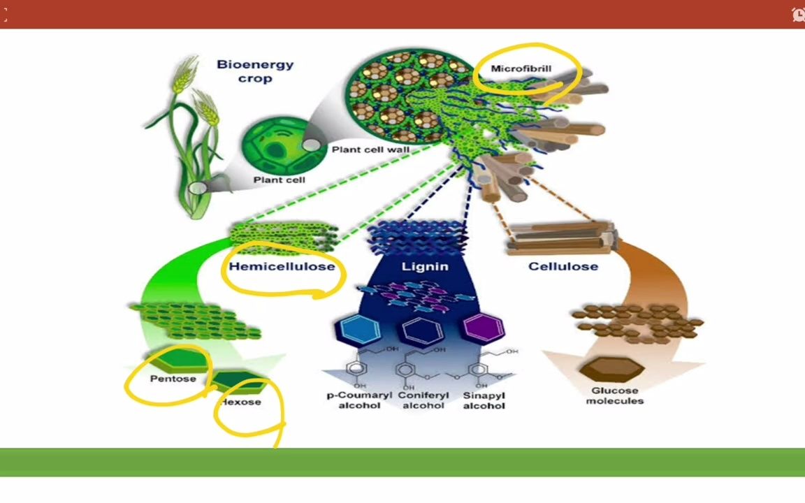 Pretreatment of Biomass  Physical and Chemical Methods哔哩哔哩bilibili