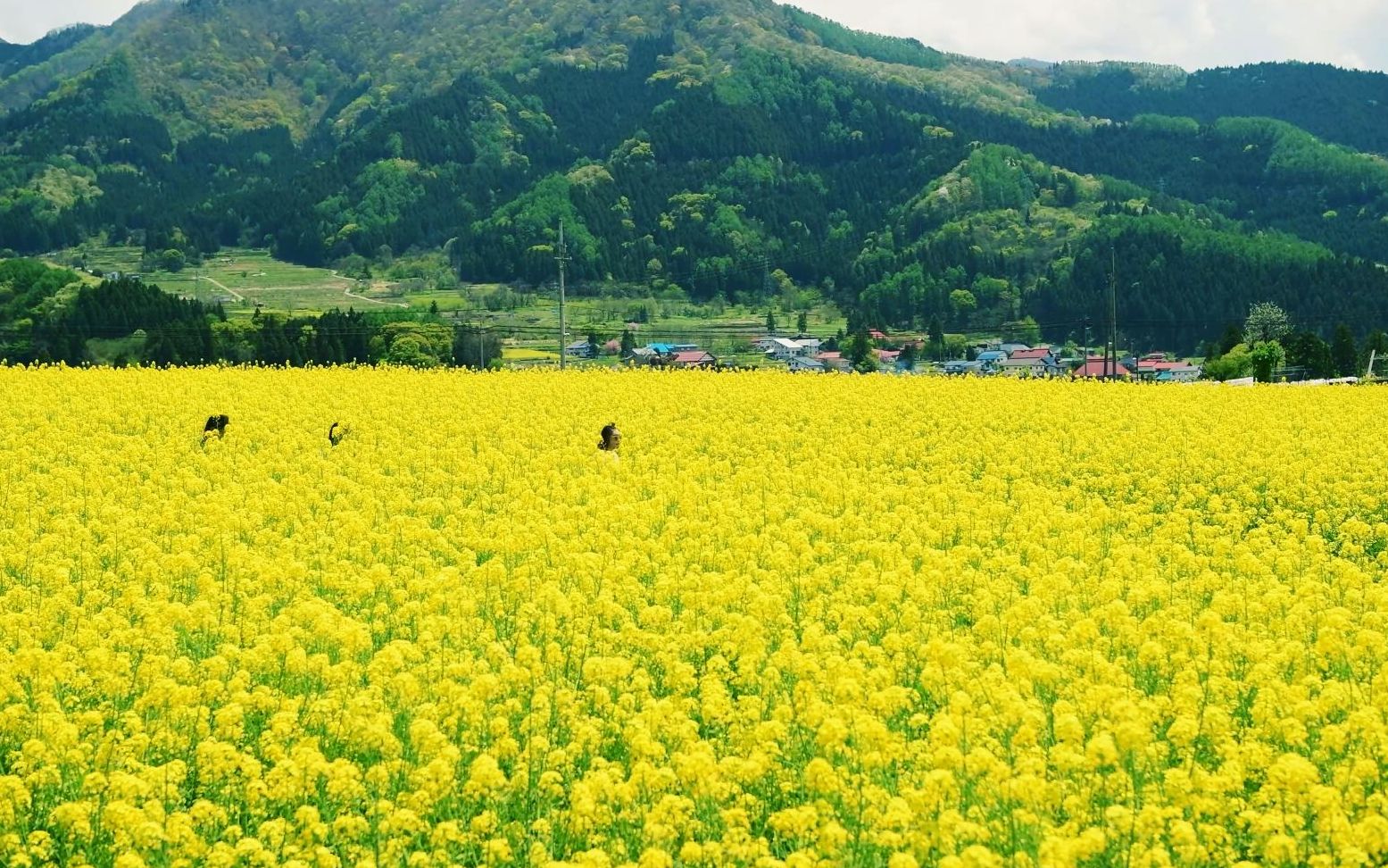 [图]4K 油菜花的春天