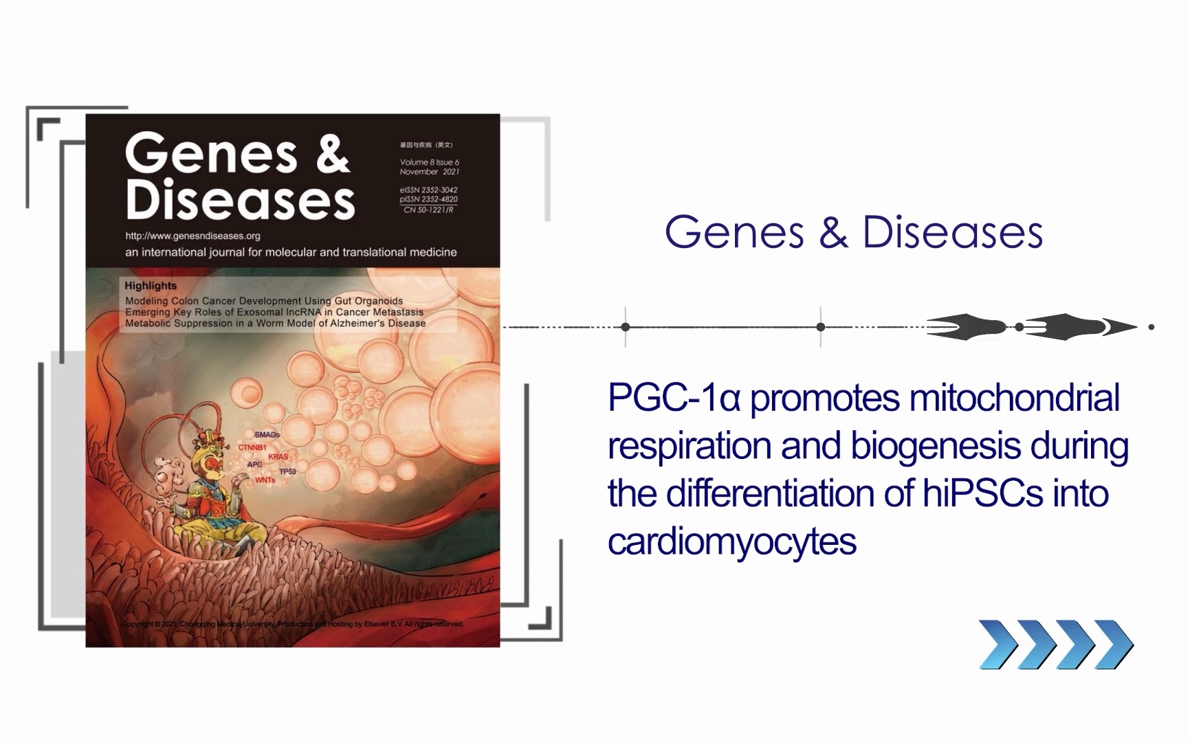 Genes & Diseases|PGC1‹在hiPSCs心肌细胞分化过程中促进线粒体呼吸和生物发生哔哩哔哩bilibili