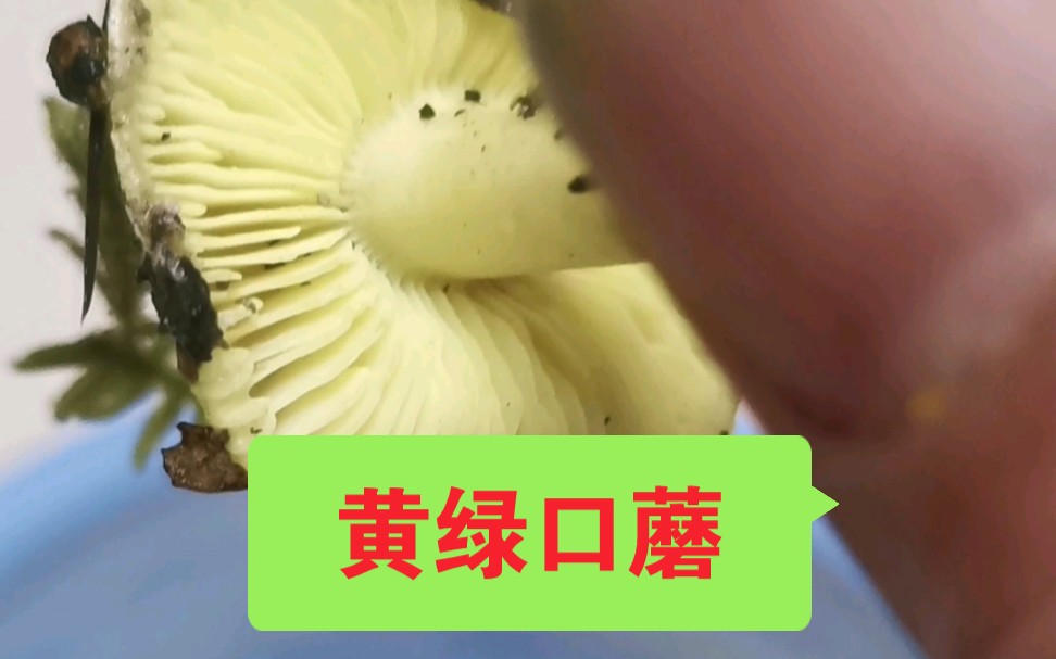 黄绿口蘑,可食,南方1月底大量出菇哔哩哔哩bilibili