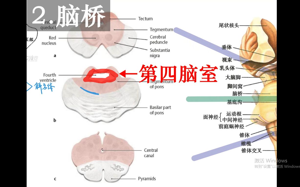 【人解三分钟】脑干的外侧观和切面观:专业解决“延髓脑桥中脑的切面 & 四叠体橄榄锥体”脸盲症哔哩哔哩bilibili