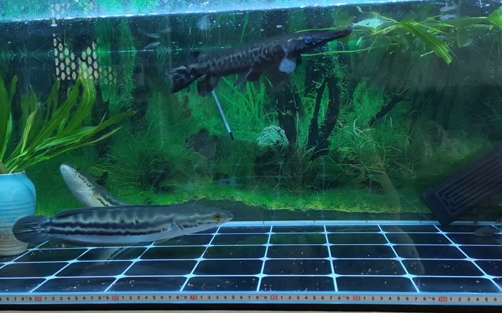 铅笔雷龙的日常