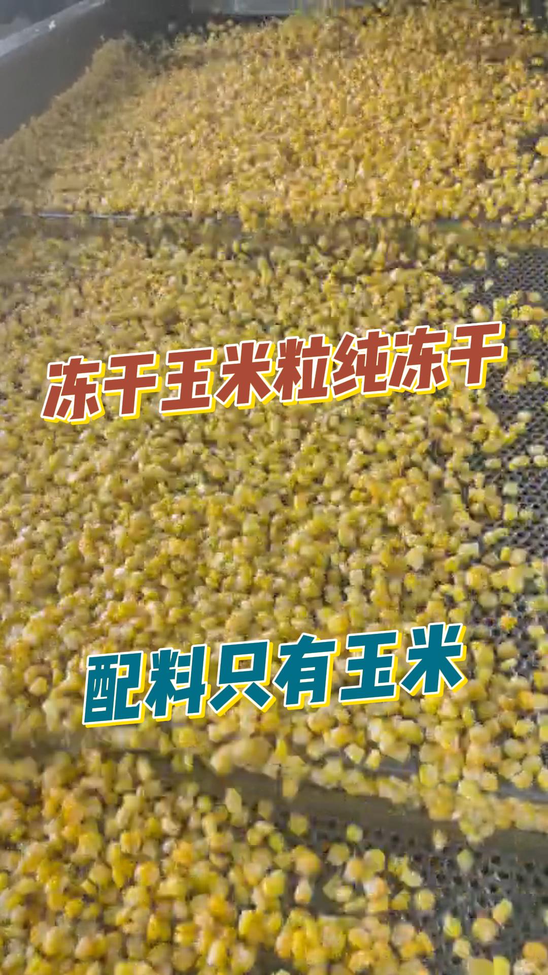 一起来看看冻干玉米粒干燥脱水制作流程吧!