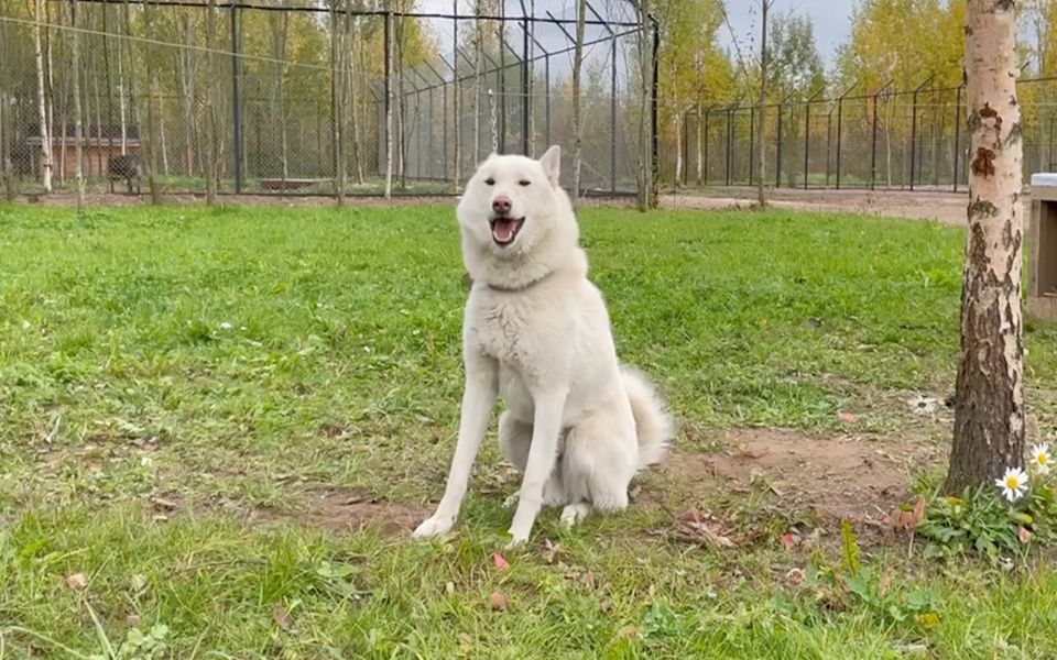 西西伯利亚莱卡犬:我是第一只和狼做朋友的狗哔哩哔哩bilibili