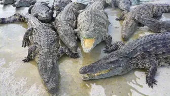 下载视频: 为什么不能在岸上喂大鳄鱼？给它们喂点零食，看到食物连同伴都咬