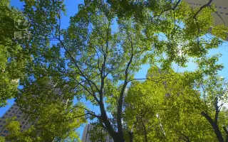 夏天阳光树叶小区高楼房子-蝉鸣蓝天白云清新自然天空视频素材