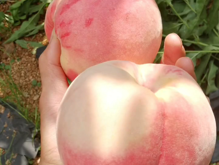 什么时候来山东找我摘桃子