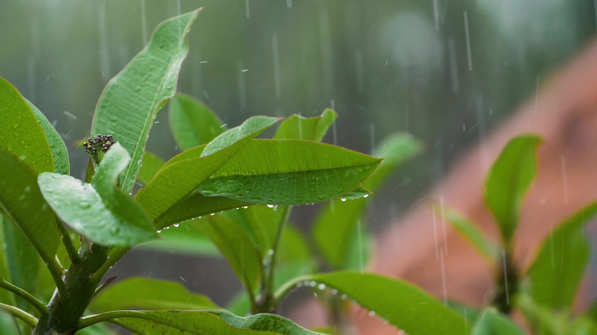 [图]关闭镜头的雨滴落在树叶上