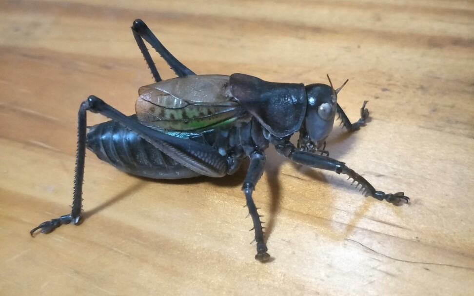 不幸早殇的蝈蝈saga