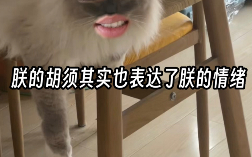 猫咪的胡须表达的啥情绪?哔哩哔哩bilibili