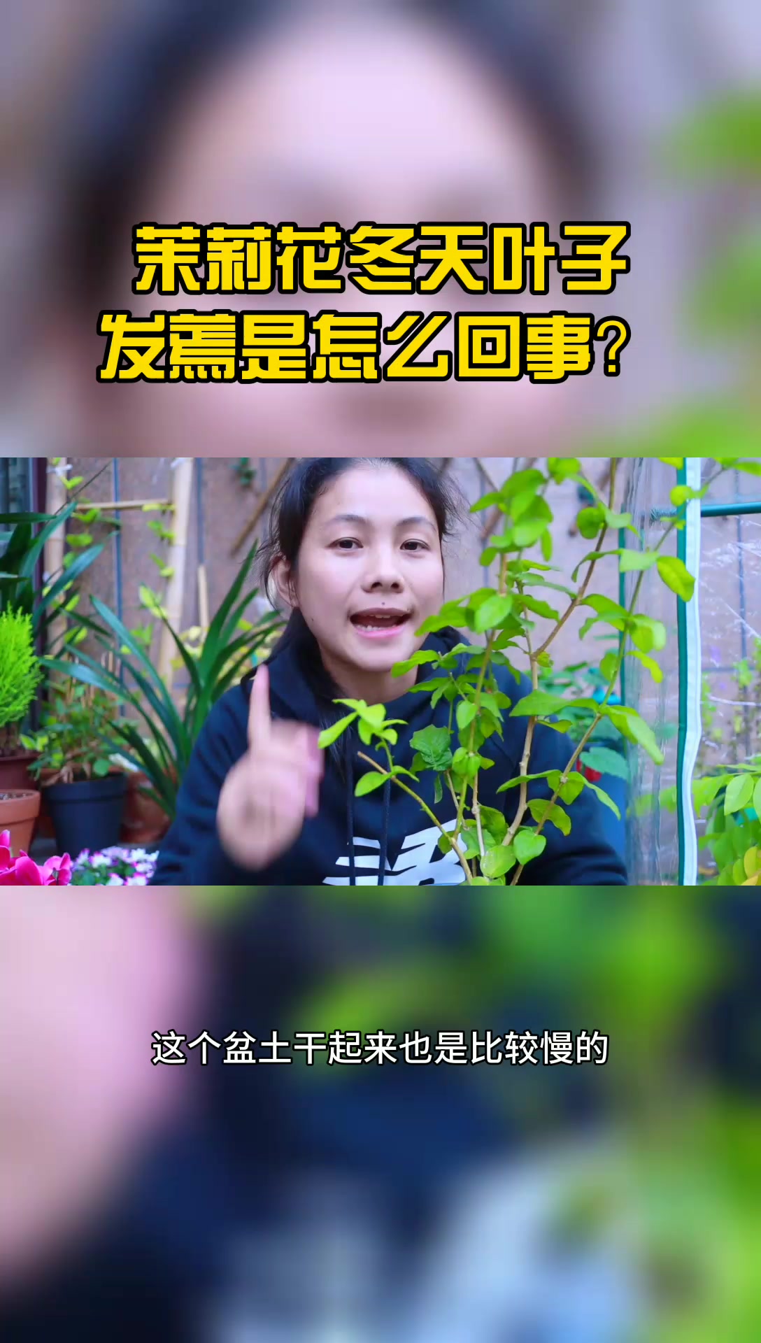 栀子花冬天叶子发蔫?怎么回事?哔哩哔哩bilibili