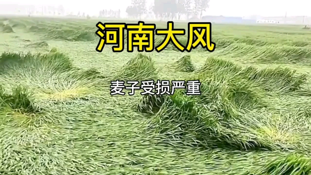 河南遭遇极端大风视频合集.