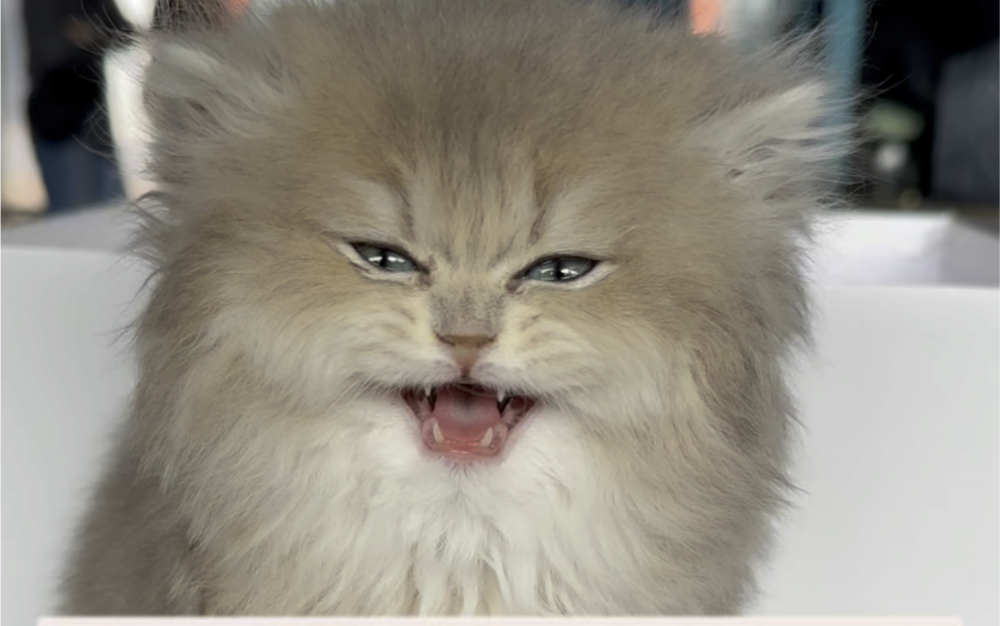 帮粉丝找一只长毛蓝金