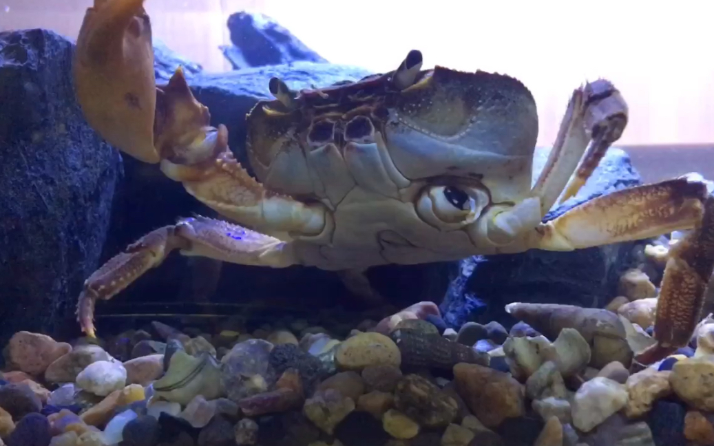 「demon」尖叶龙溪蟹 新缸_哔哩哔哩_bilibili