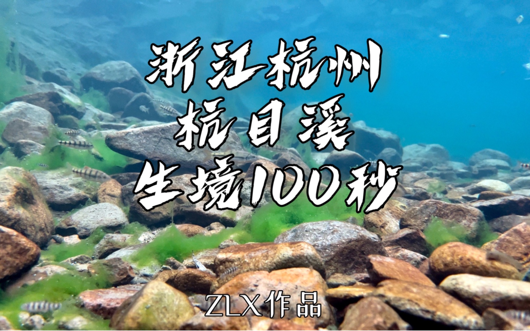 水下生境100秒|浙江杭州杭目溪 3 淡蓝色的溪水和微微长藻的溪石,再搭配着自在的游鱼——这里是藏匿于天目山山麓的一处秘境哔哩哔哩bilibili