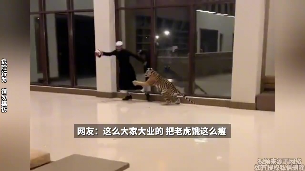 迪拜土豪在家里养老虎 闲着没事了逗老虎玩耍