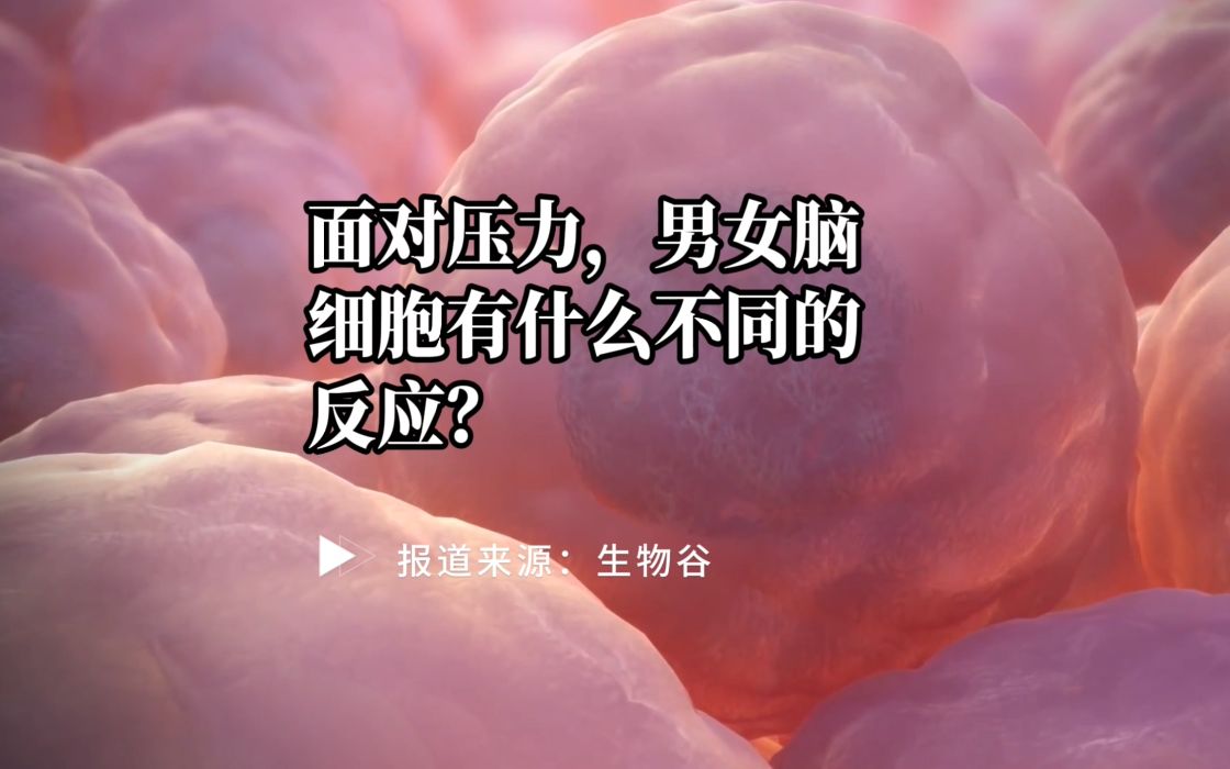 【前沿快讯】Cell Rep:面对压力,男女脑细胞有什么不同的反应?哔哩哔哩bilibili