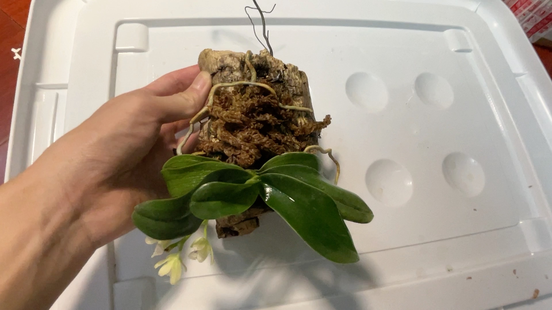 柠檬洗洁精味的萼脊兰