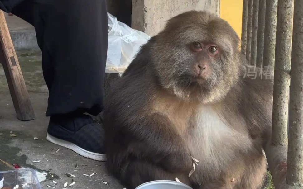 胖猴子个人资料图片