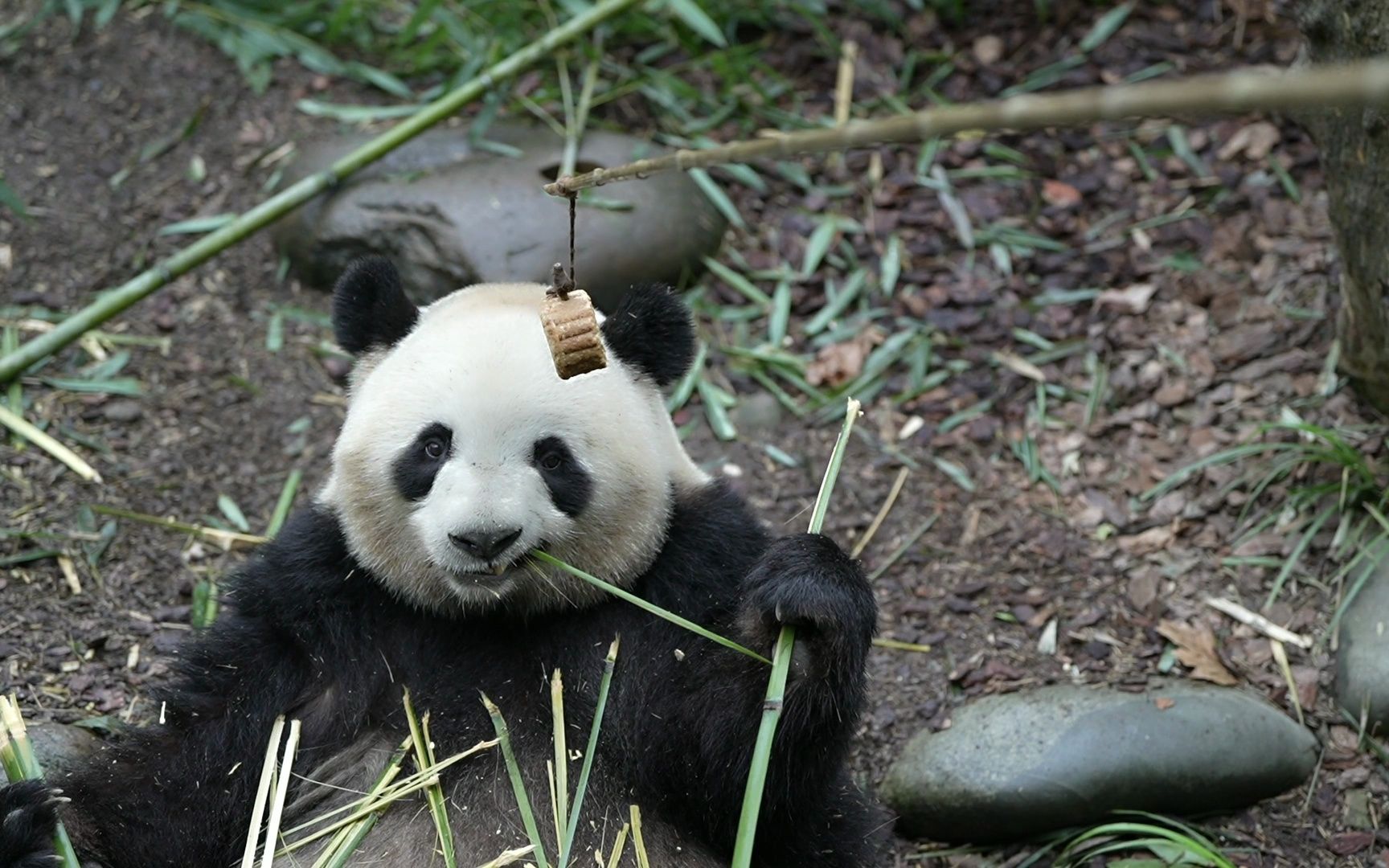 [图]是什么竟然让饲养员当场说我们肉肉懒！！！！