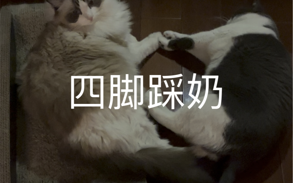 [图]【吴家大院的猫】永远不要试图去理解小猫咪