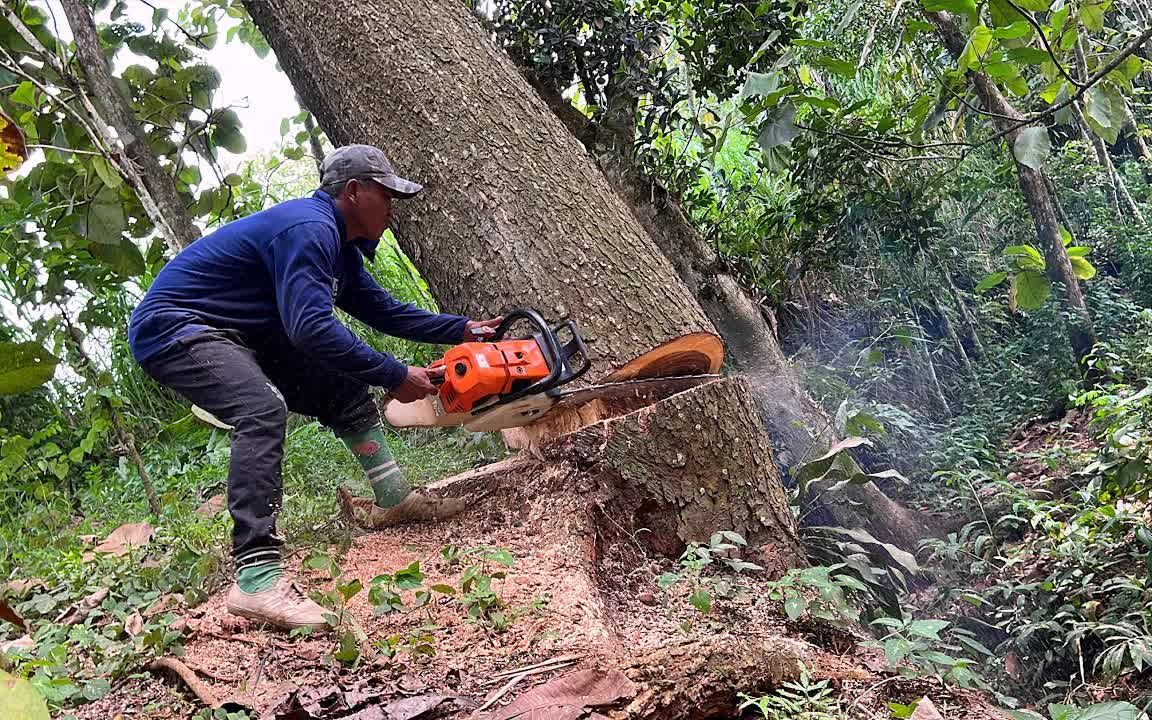 伐木工使用可靠的电锯砍伐树木.