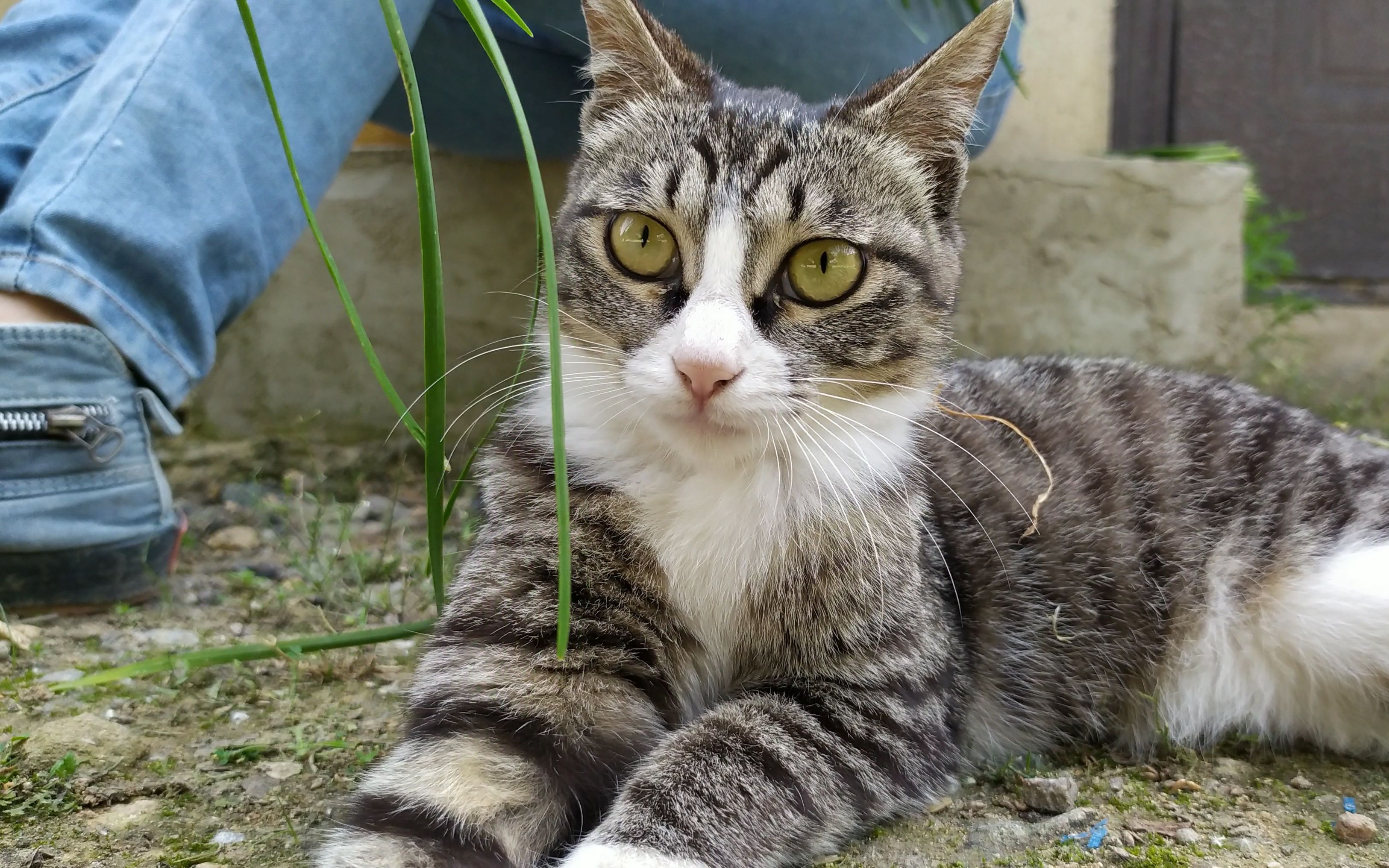 狸花猫:看什么看,没见过这么可爱的猫咪吗?