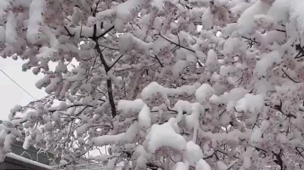 [图]北京三月飘雪花