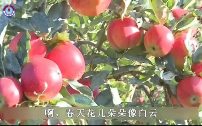 [图]朝鲜歌曲《苹果树种在山上》