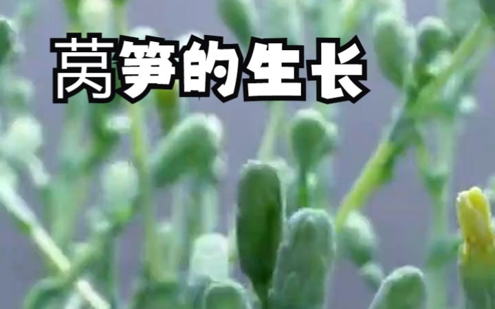 莴苣生长记哔哩哔哩bilibili