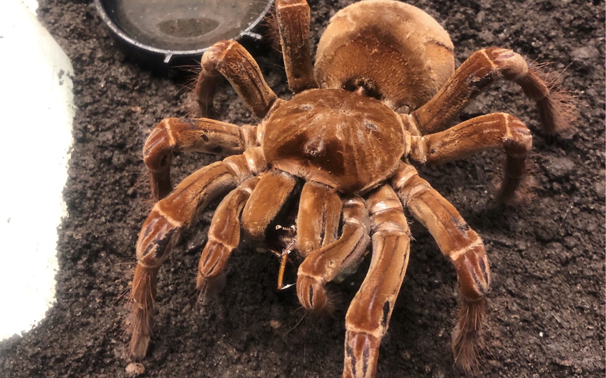 亚马逊巨人ts成体母捕食蝗虫