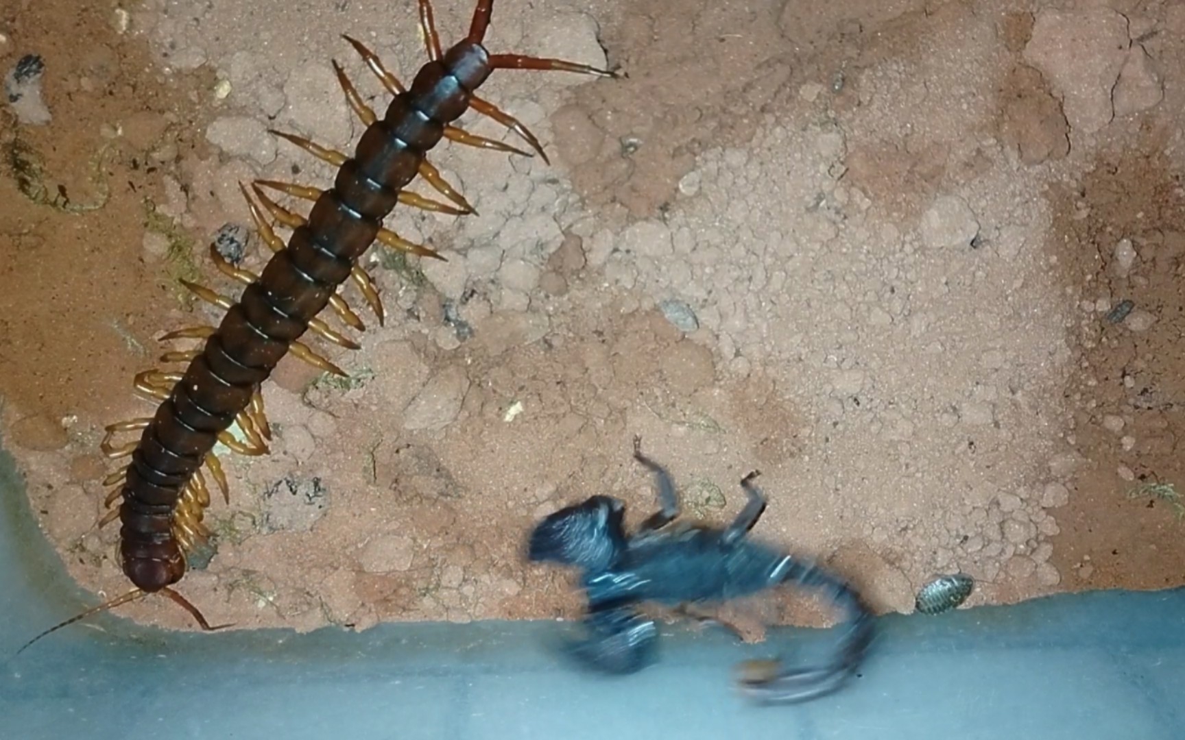 21cm超大红龙巨人蜈蚣vs蝼公斯氏巨异距蝎