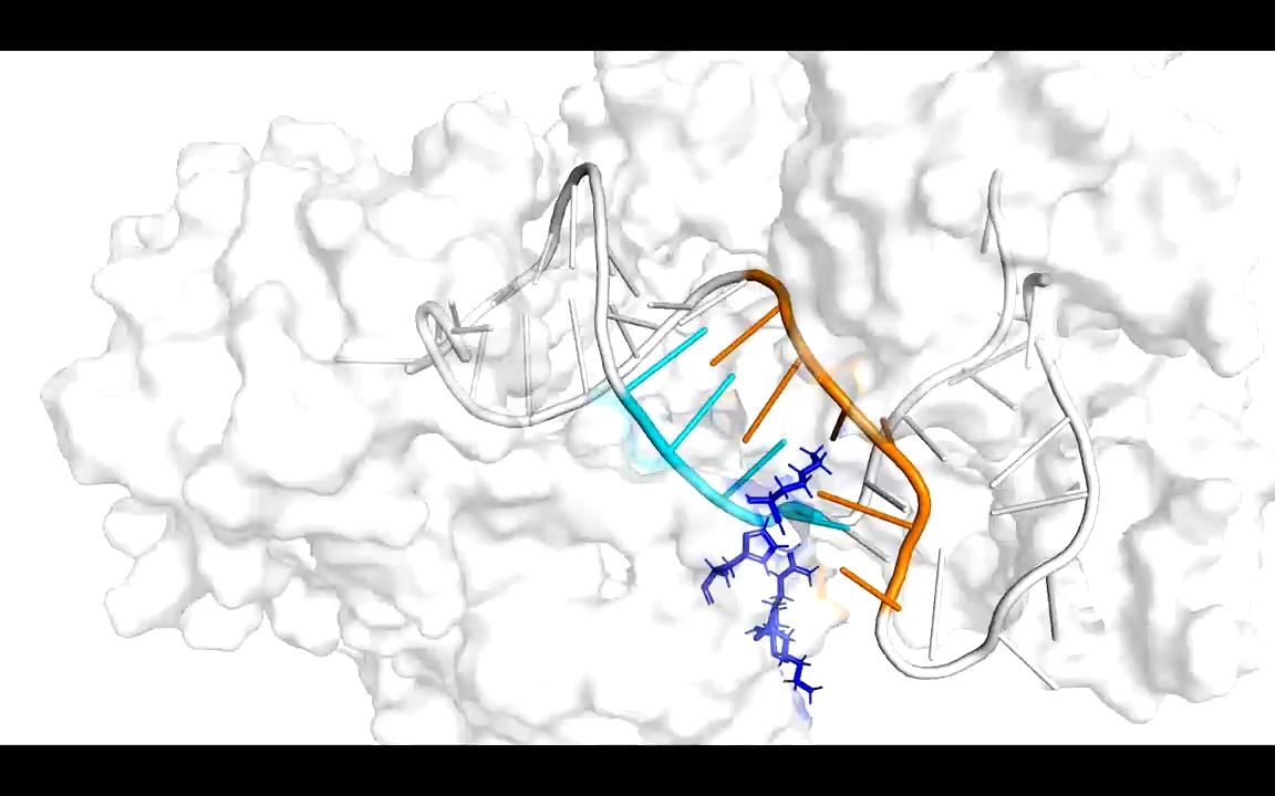 step2 9-12 base pairing