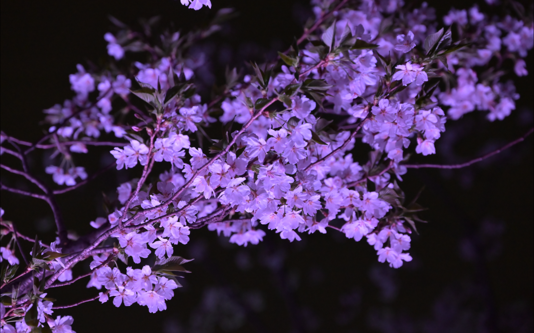 94武汉雨天落樱——浪漫樱花雨