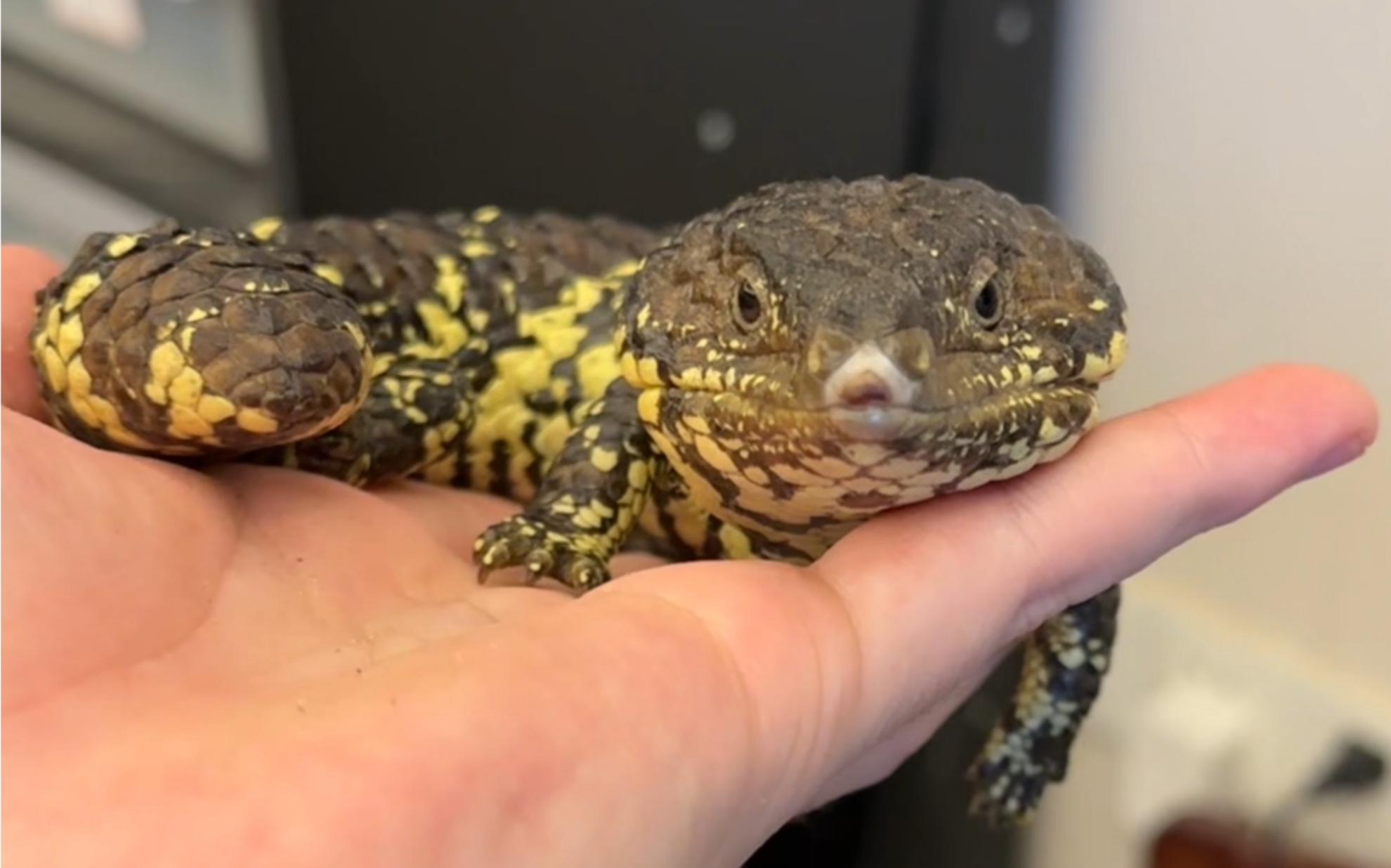 为什么松果蜥这么贵?