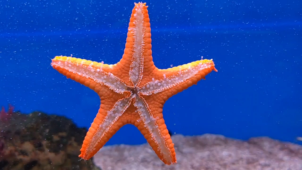 海洋生物#精品海星