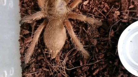 开箱一只敬钊缨毛