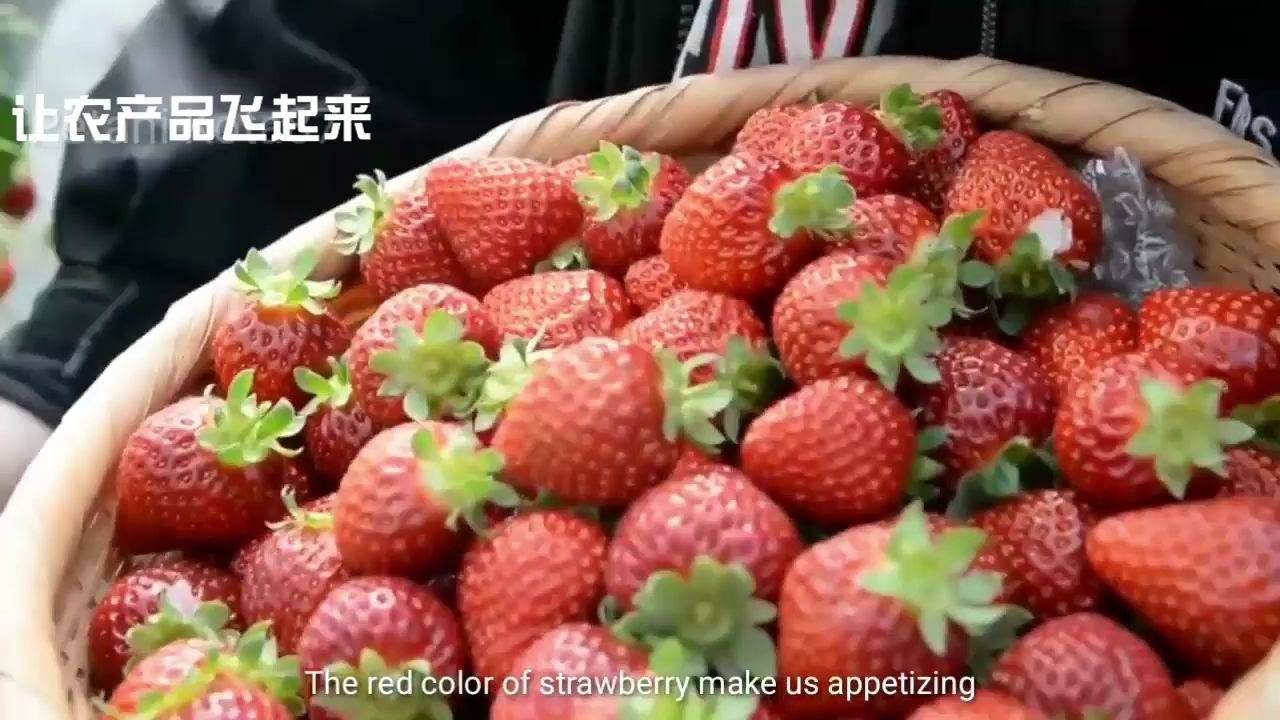 亩产上万斤日本高架草莓温室种植实地拍摄给你解密