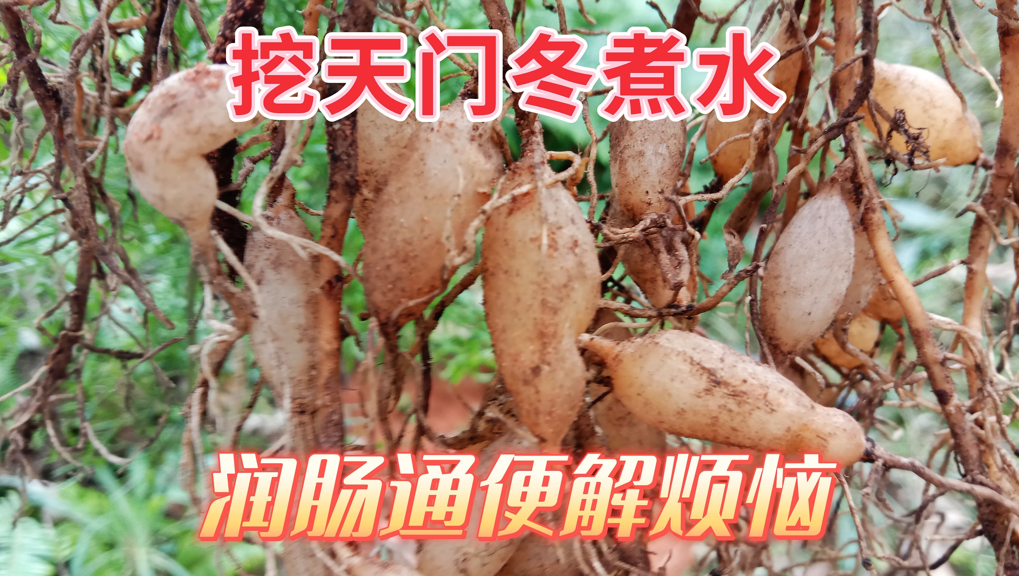 天门冬泡水喝的功效(天门冬泡水喝,润肺止咳,抗疲劳)