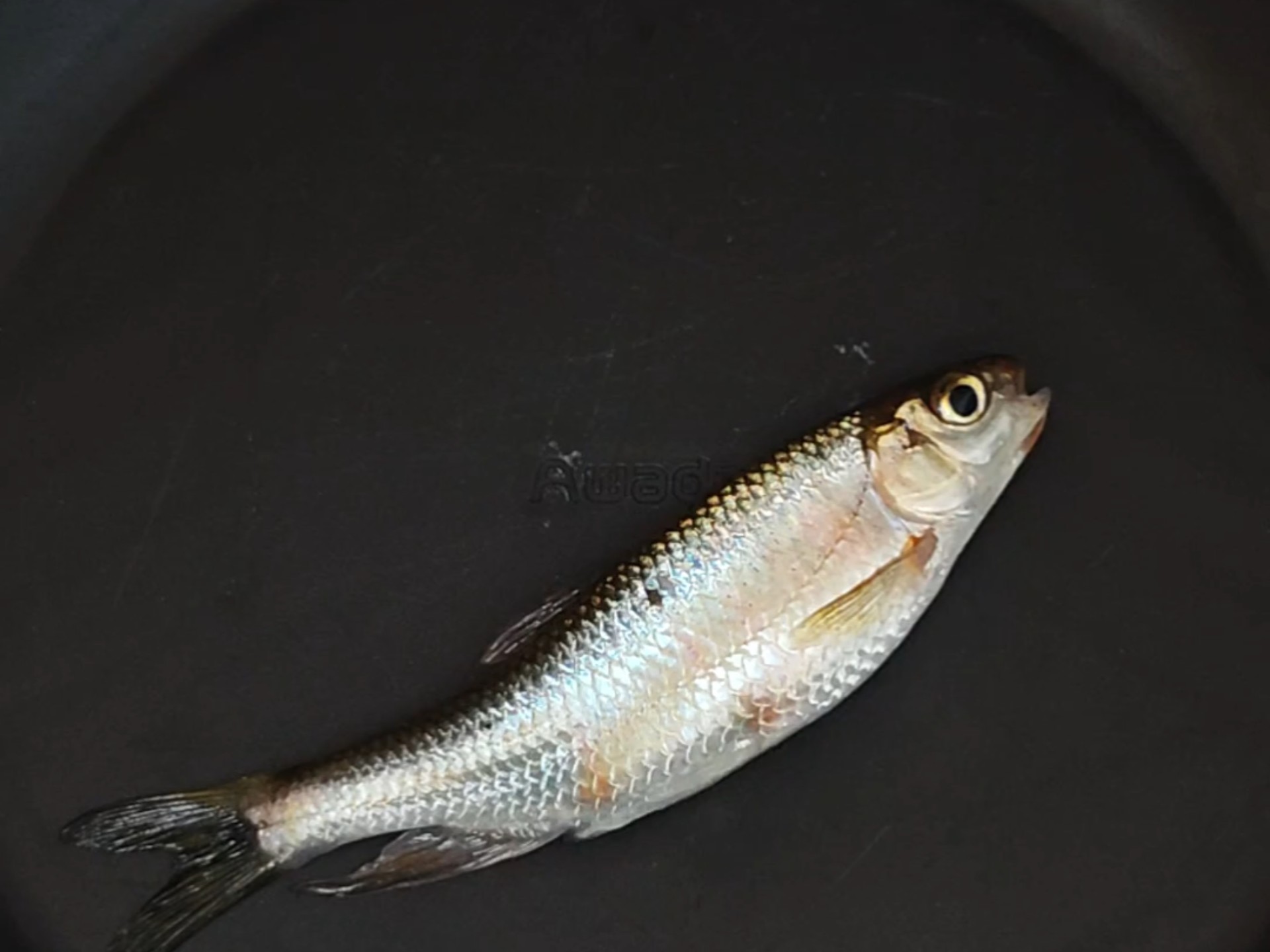 台湾土著和陕西土著融合实验