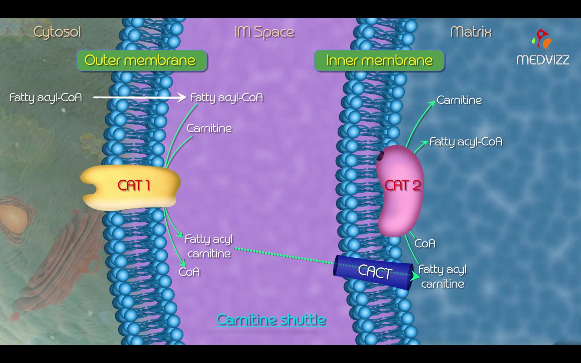 [图]【混剪生物化学动画】one figure.1 脂肪酸氧化之肉碱穿梭/carnitine shuttle