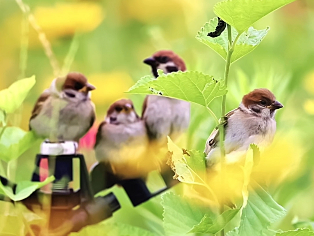 夏日花园,麻雀妈妈带着三个宝宝在发呆!
