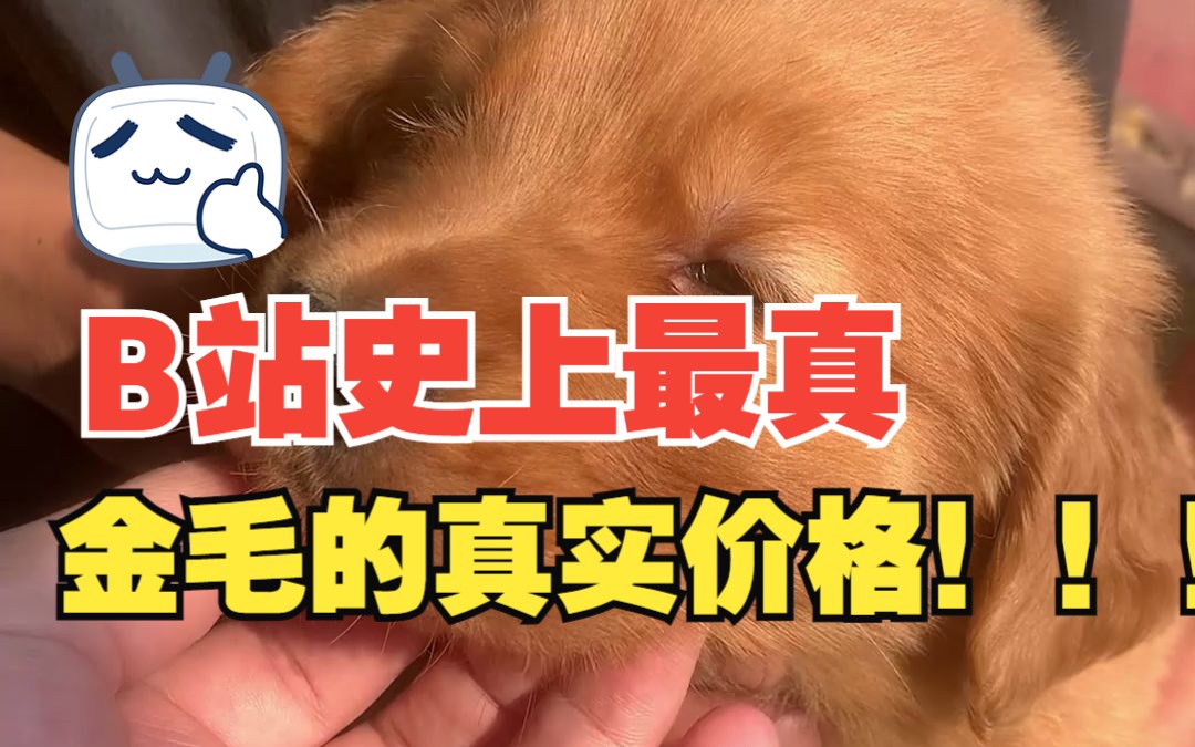 金毛的真实价格!哔哩哔哩bilibili