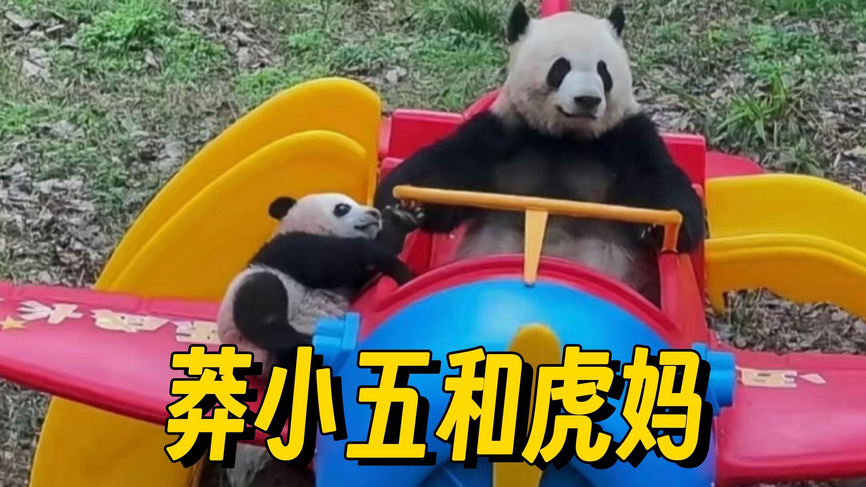 莽仔和小五天下第一好的母子,真希望莽仔能一直陪伴着小五长大
