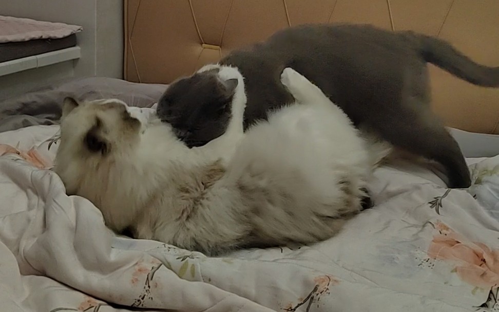 布偶 蓝猫 在床上打架
