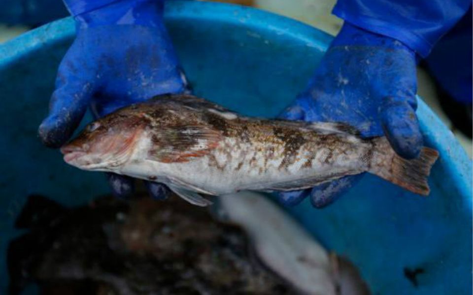 日本福岛附近再次发现超标辐射鱼福岛近海捕捞的一种鱼放射性物质超标