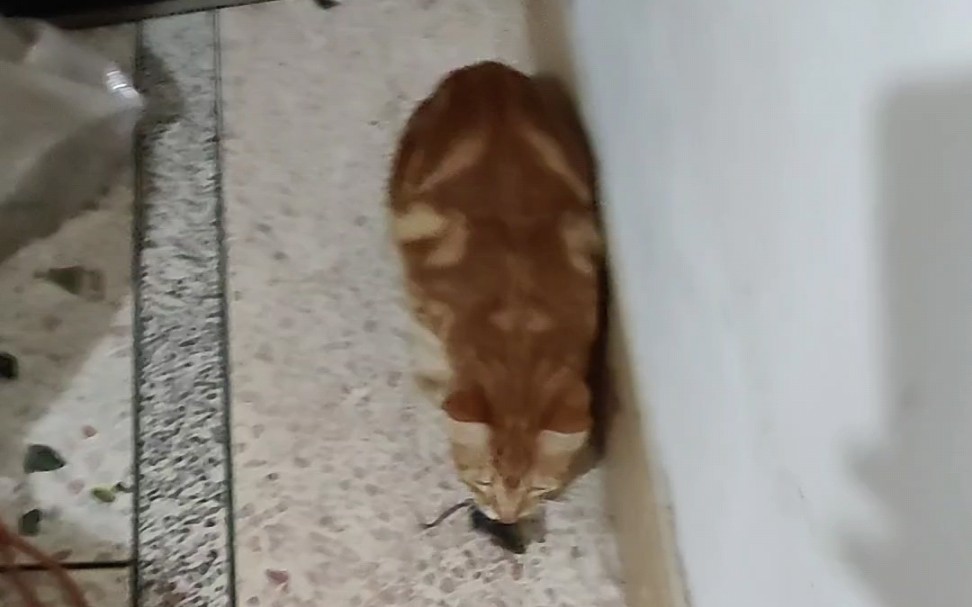 蝴蝶猫,半岁大,身手矫健,首次捕鼠,现场记录