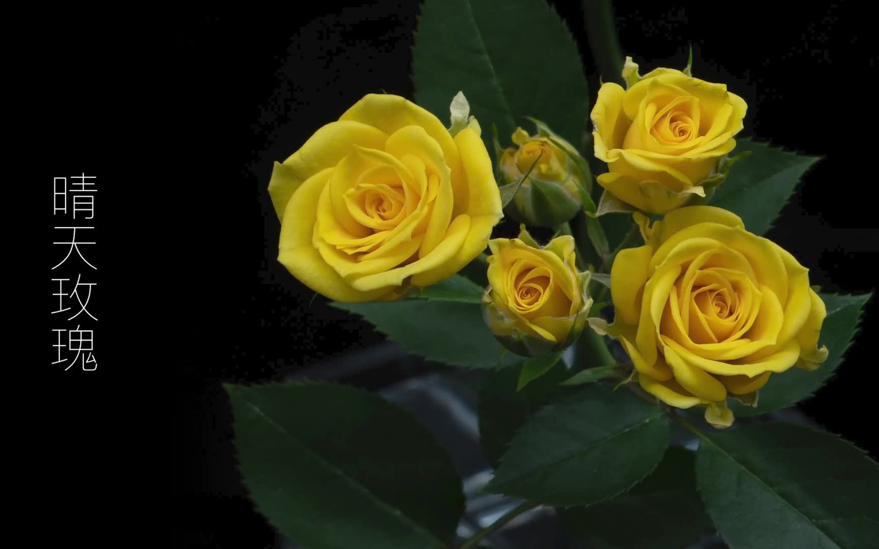 晴天玫瑰 花儿绽放