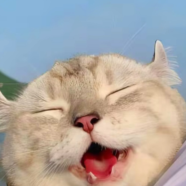 每日一猫：超萌猫猫头像合集！_哔哩哔哩_bilibili