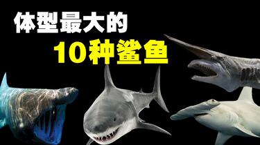 ボブ様疣猪4898+大白鲨7898 Agave Titanota Lize産 大白鯊 Form @dober_plants ドーベルさん